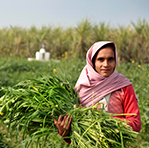 Agriculture